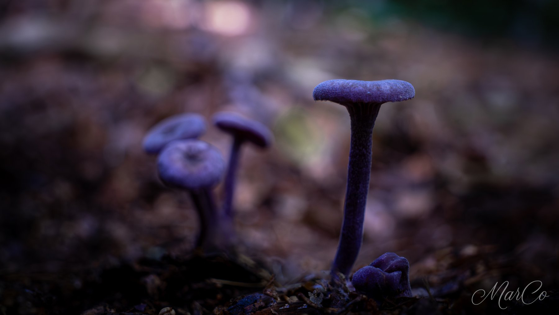 amethistzwam/ rodekool zwam