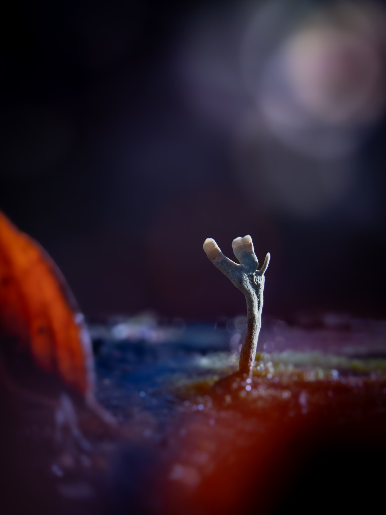 geweizwammetje in het licht