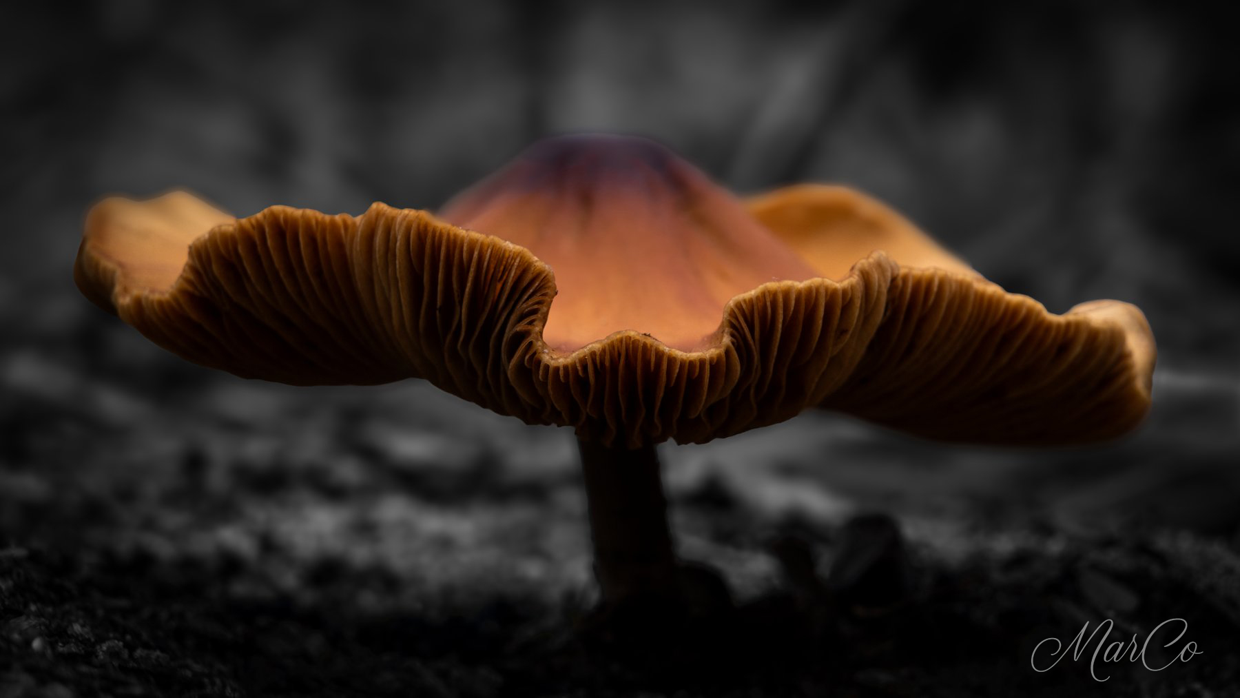 gouden breeksteeltje