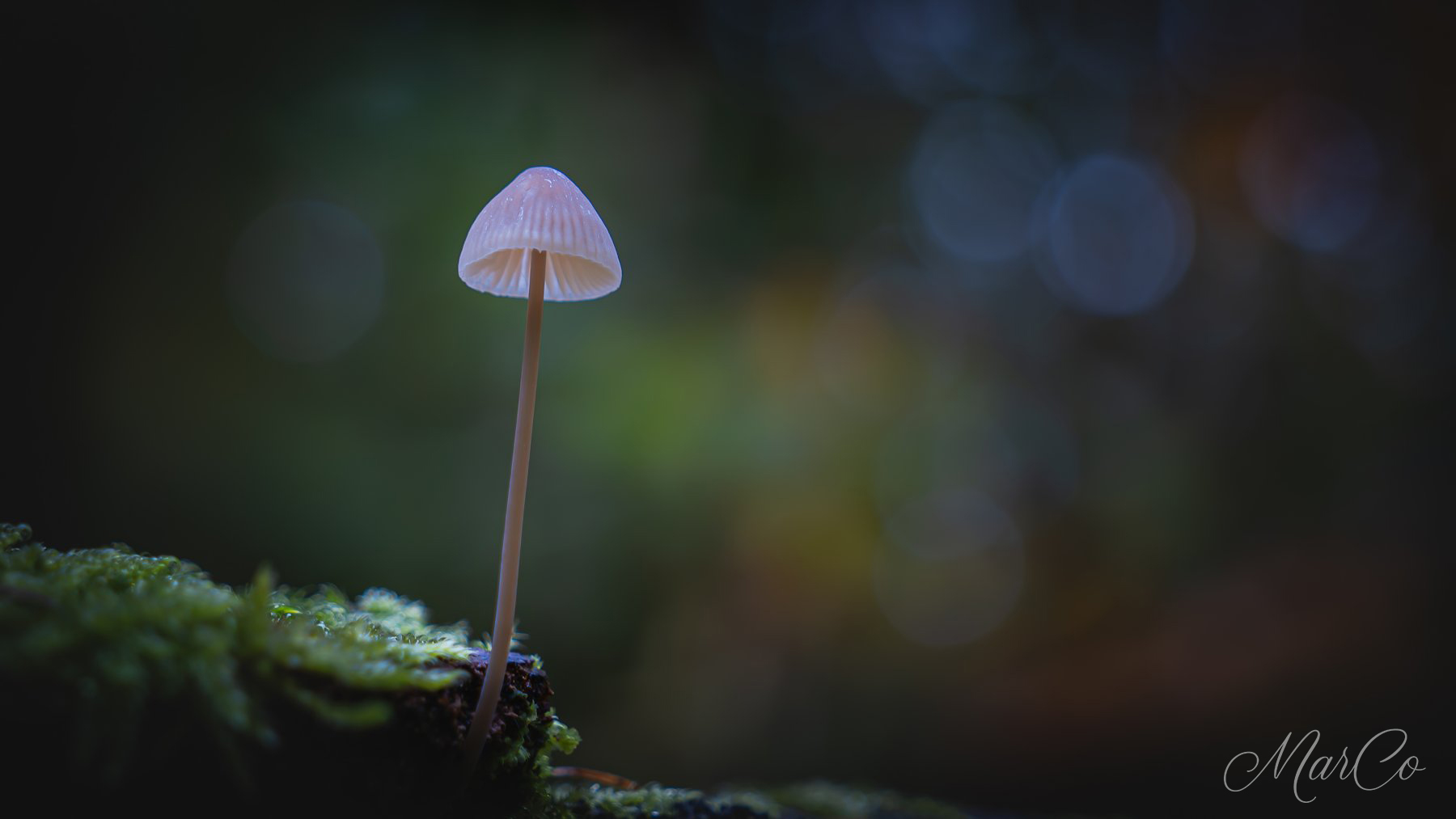 mycena 3