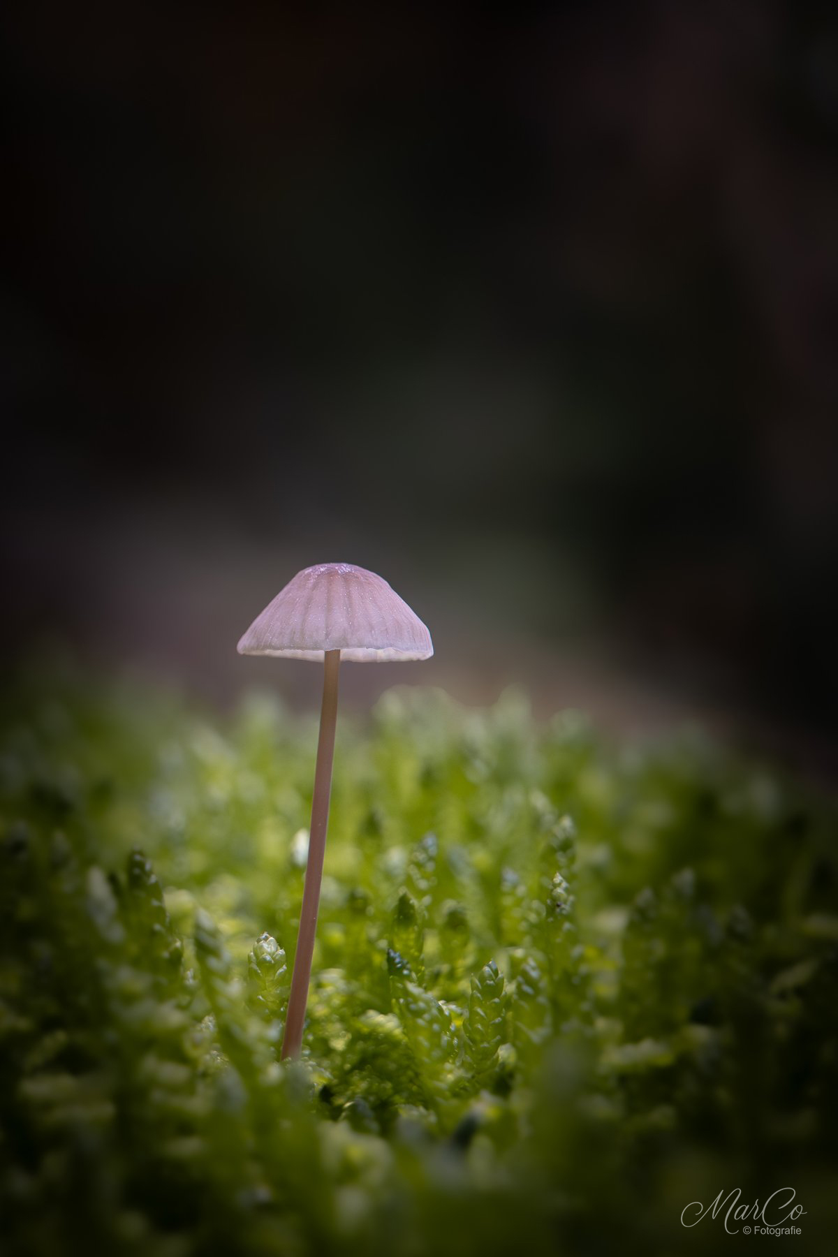 mycena 6