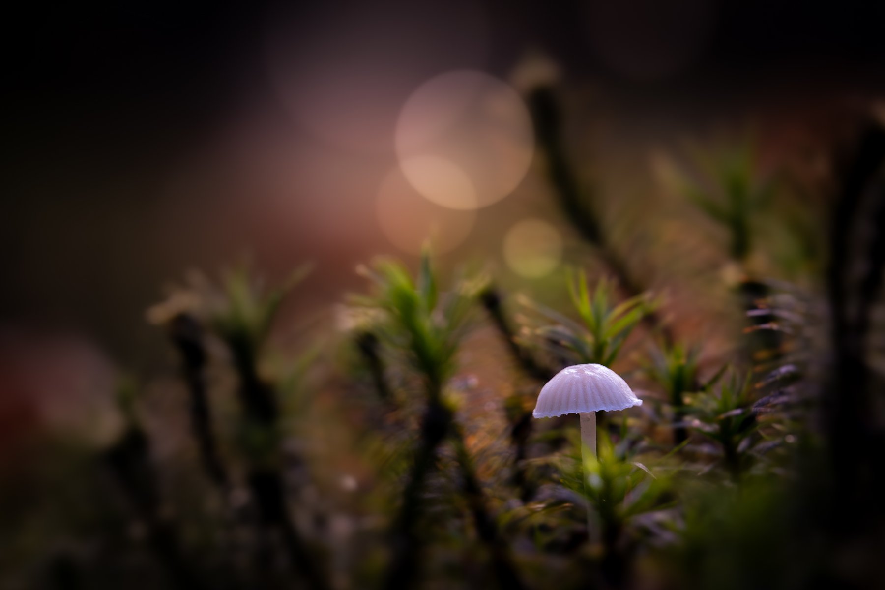 mycena tussen het mos