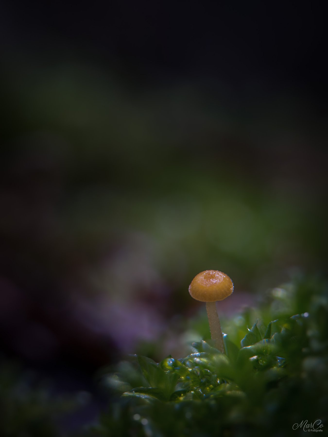 oranje dwergmycena