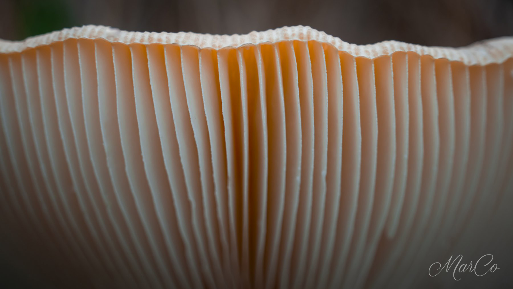 paddenstoel lamellen