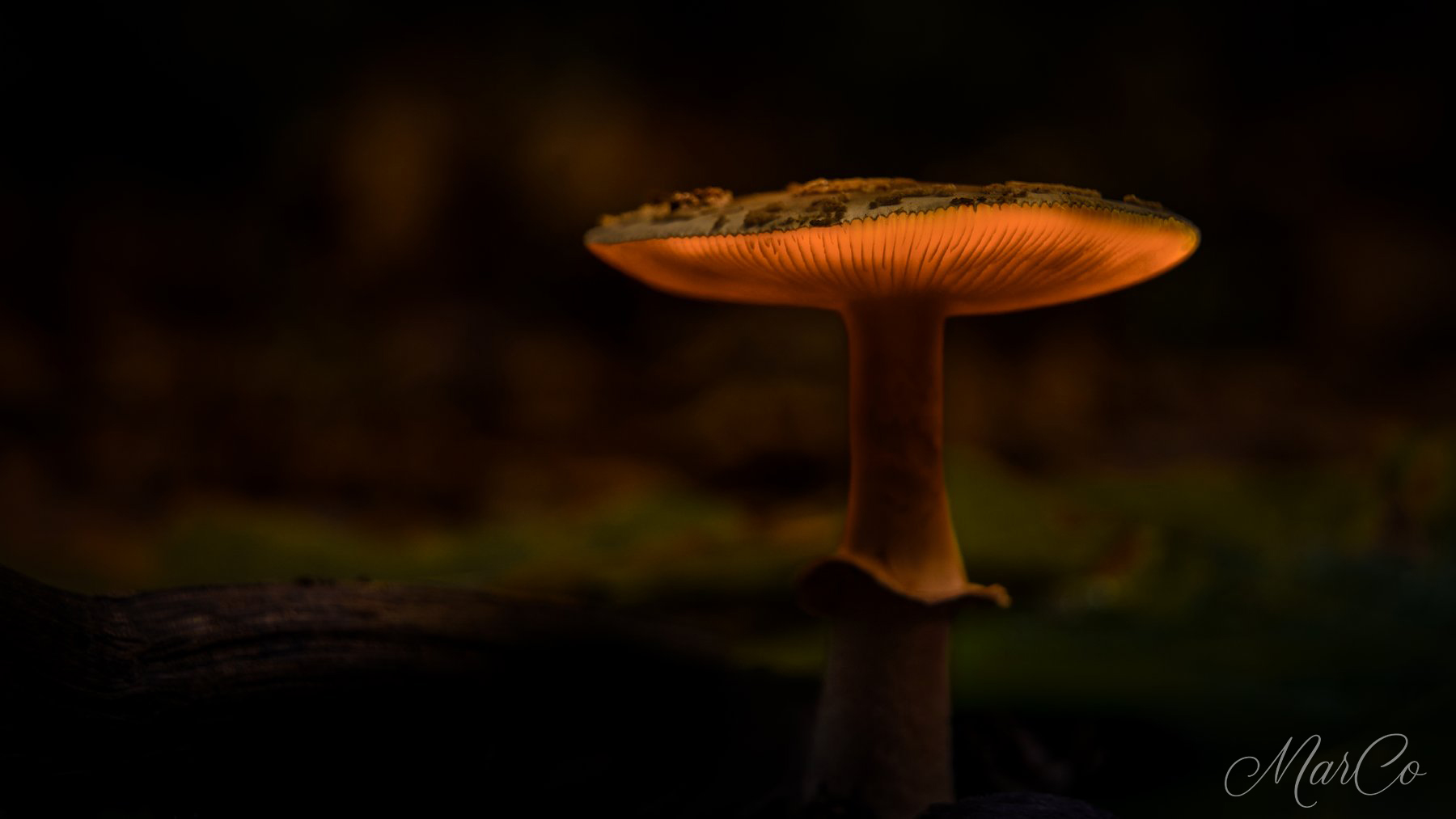 paddenstoel lightpainting 1