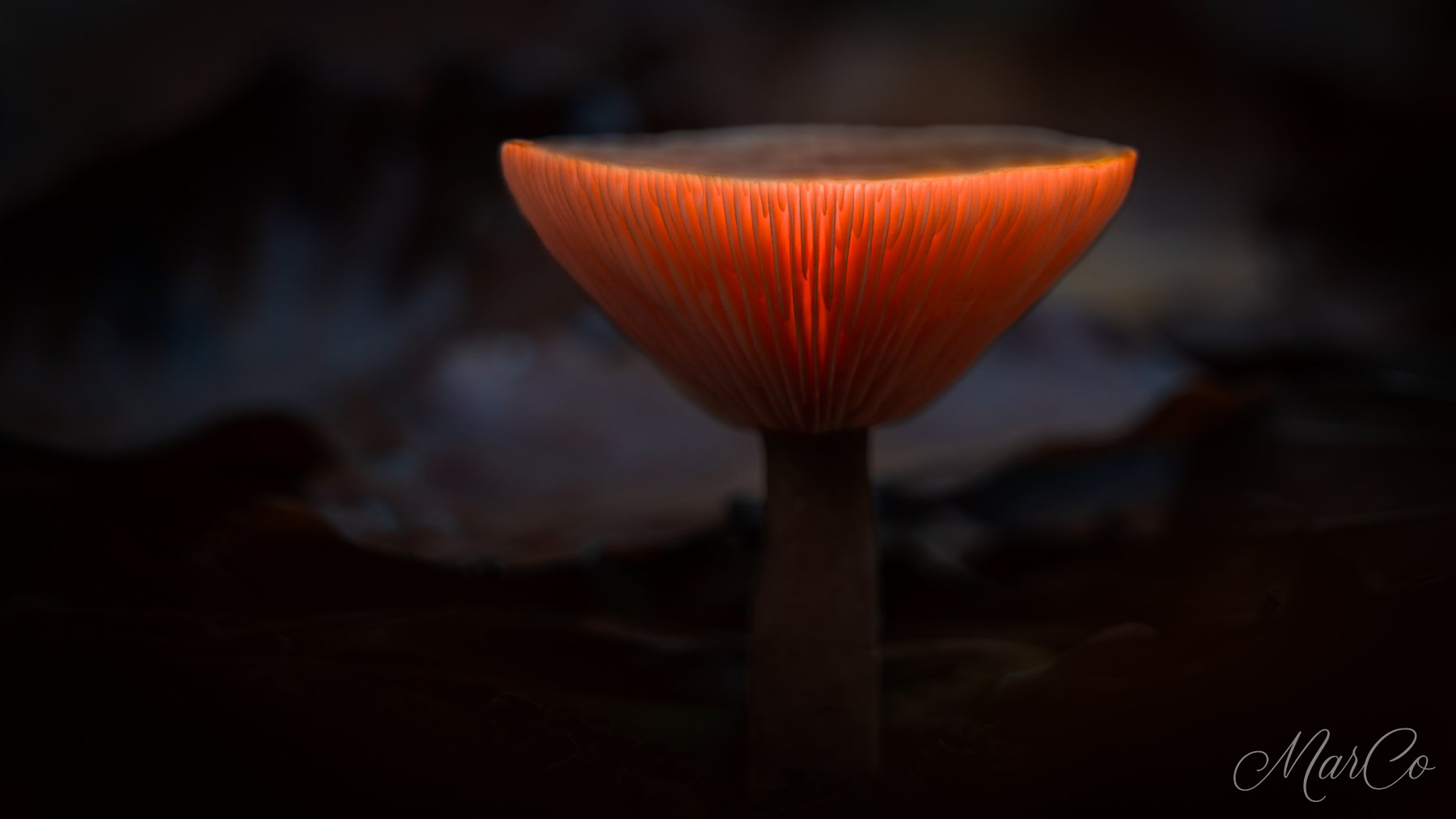 paddenstoel lightpainting 2