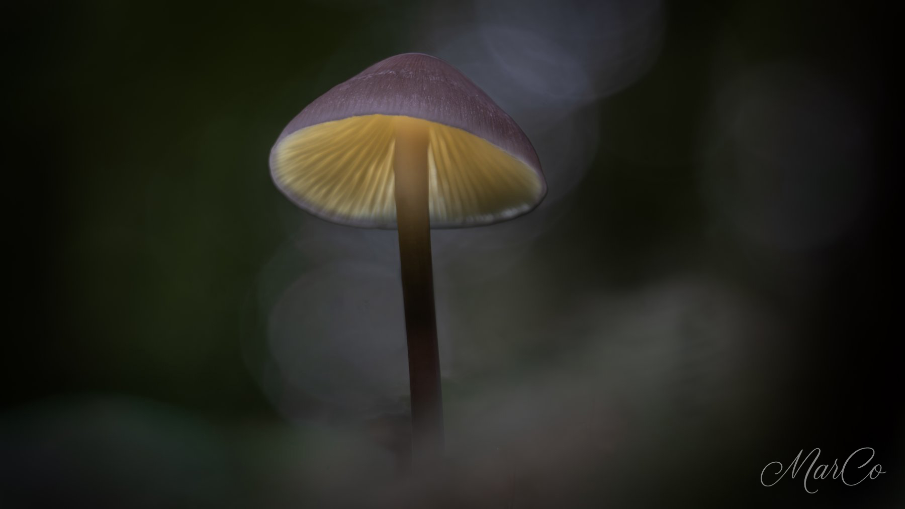 paddenstoel lightpainting 3