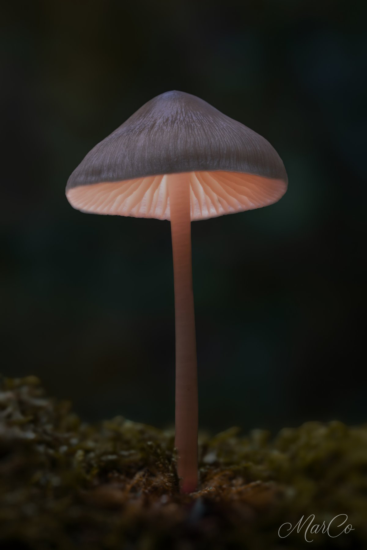 paddenstoel lightpainting 4